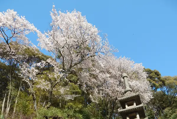 興聖寺の写真・動画_image_354714