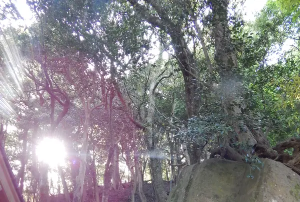 神谷太刀宮（神谷神社）の写真・動画_image_428348