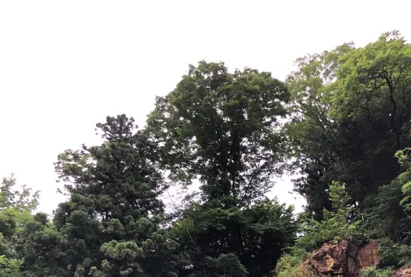 鬼怒川ライン下りの写真・動画_image_454062