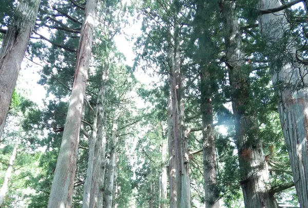 戸隠神社奥社の写真・動画_image_542229