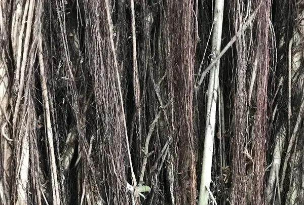 台中文学館の写真・動画_image_607211