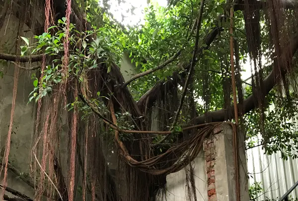 緑光計画範特喜文創聚落の写真・動画_image_607222