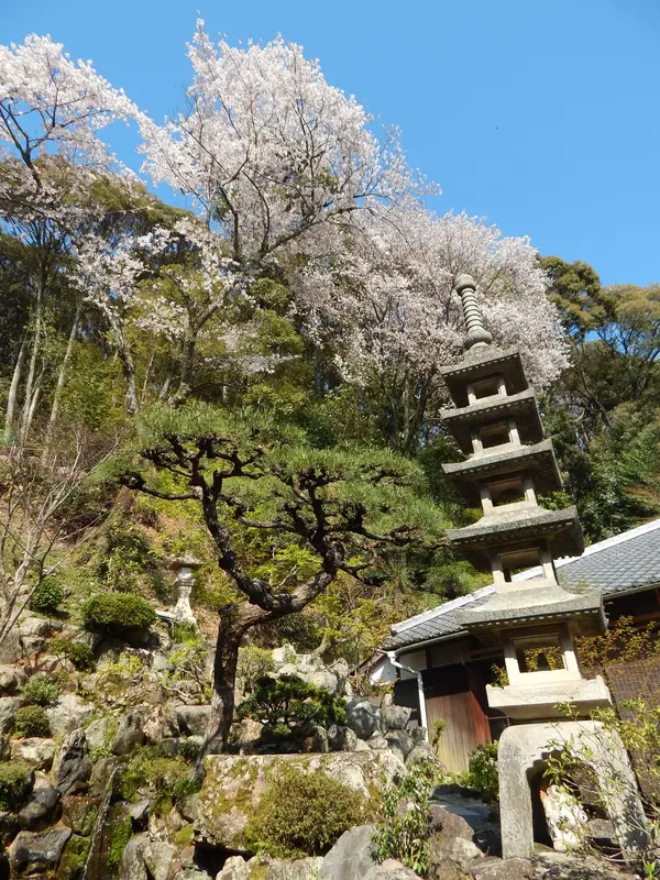 大書院から見るお庭と桜