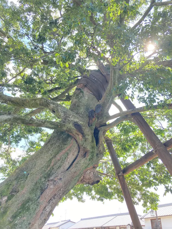 蘇武橋のエノキ