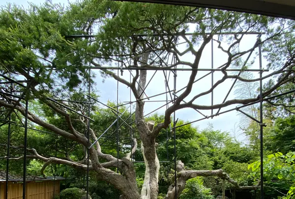 宝泉院の写真・動画_image_365526