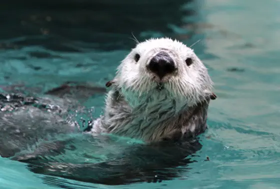 鳥羽水族館
