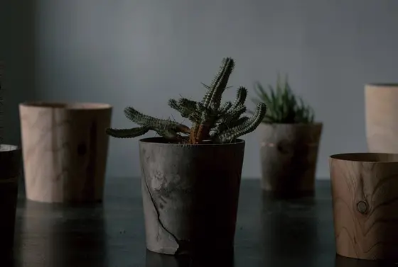 TIMBER POT