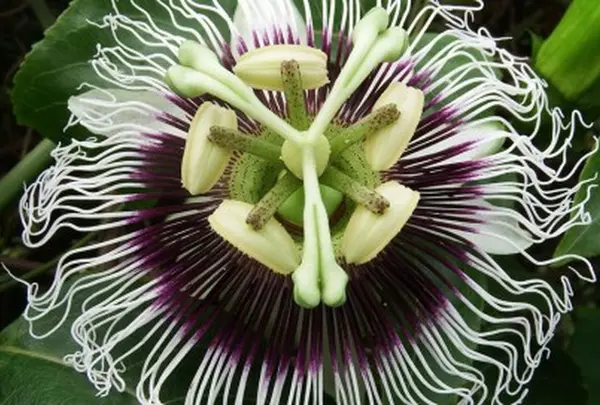 (株)川平ファーム