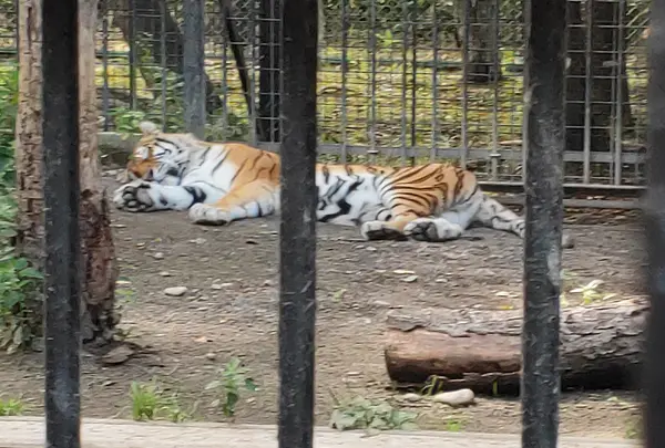 帯広動物園の写真・動画_image_437232