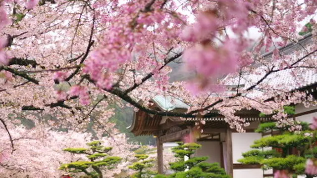 龍野城の桜