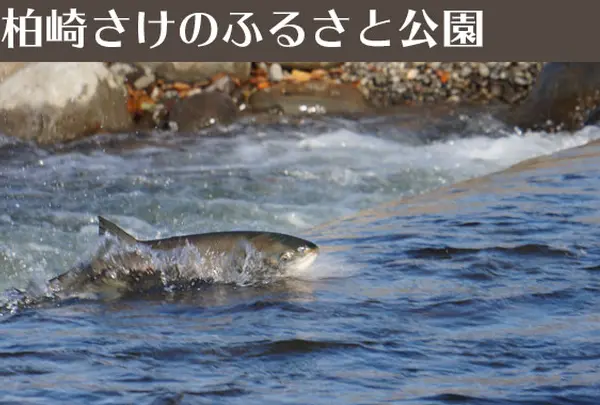 柏崎さけのふるさと公園
