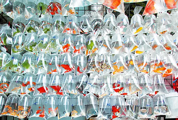 Mong Kok, 金魚街