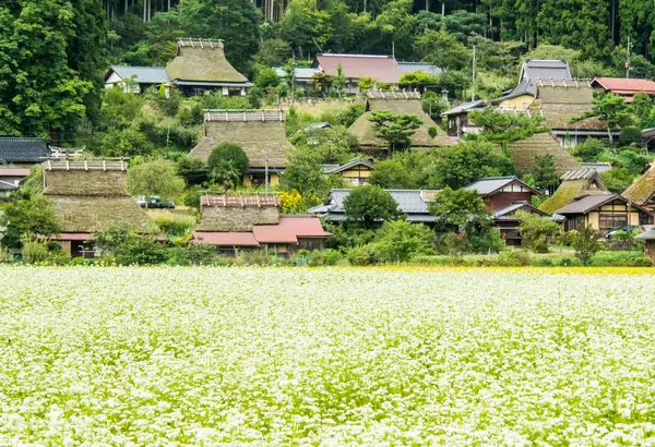 かやぶき屋根とそばの花のコラボ