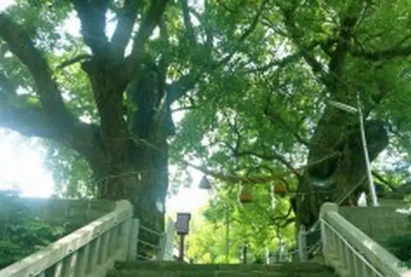 山王神社の写真・動画_image_192183