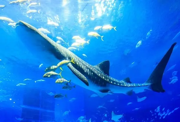 沖縄美ら海水族館