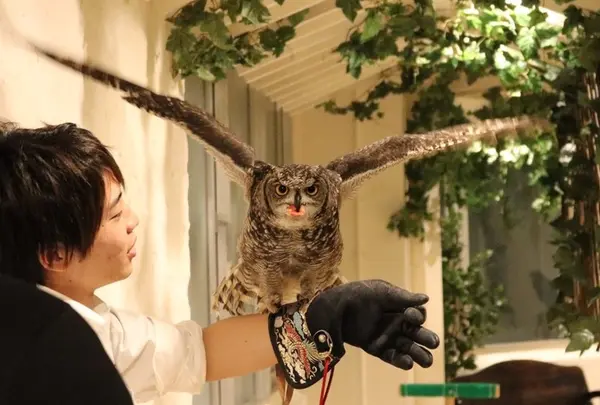 フクロウのお庭