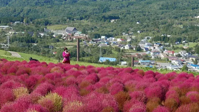秋のコキア散策と秘境温泉の旅