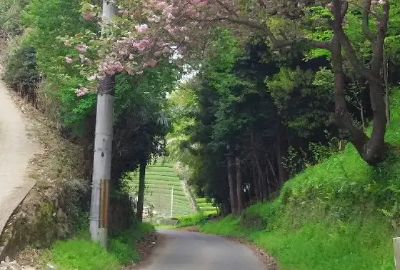 桜の向こうにも