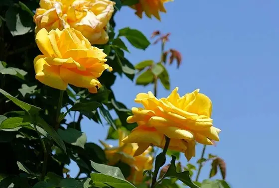 黄色の薔薇は元気が出そう