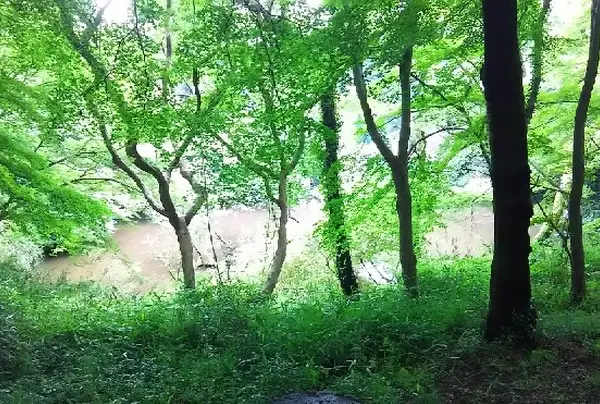 冴野の沼