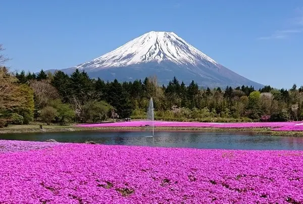 富士芝桜まつり