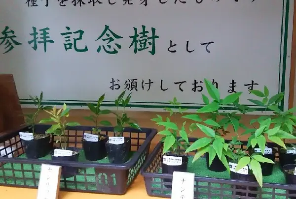 大神神社の写真・動画_image_76045