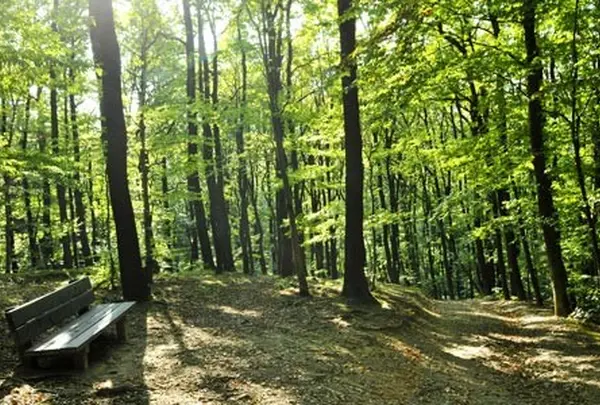 Kahlenberg
