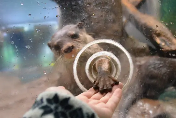 コツメカワウソのおやつタイム