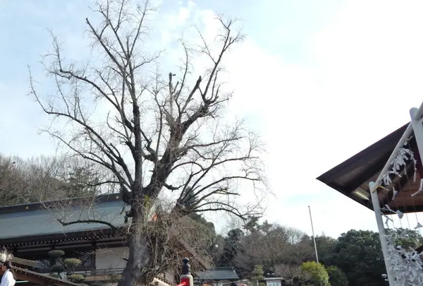 吉備津神社の写真・動画_image_125394