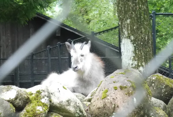 かもしか苑
