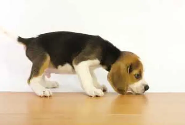 セルビアン・トライカラー・ハウンド【セルビア】