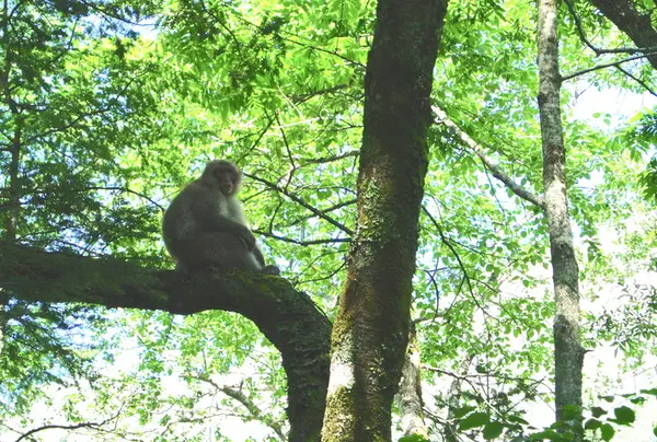 野生の猿！