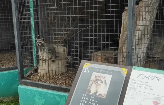 原型をとどめてるあらいぐま