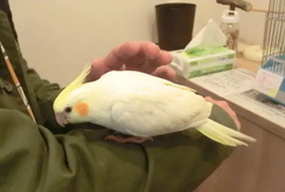 もふもふ体験