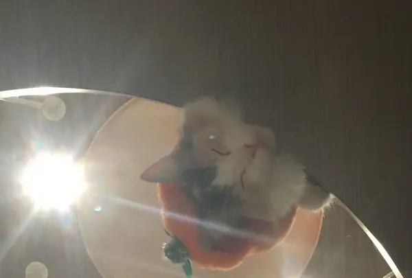 猫カフェMOCHA（モカ） 渋谷センター街店の写真・動画_image_108004
