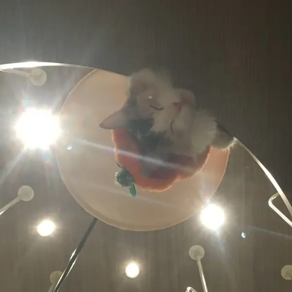 色んな猫ちゃん