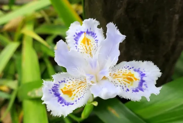 いつも花が咲いているの写真・動画_image_189089