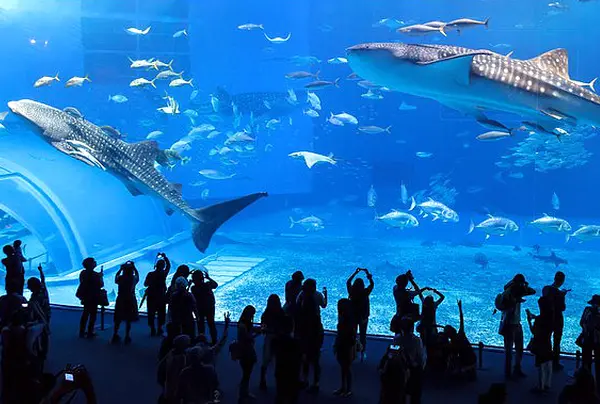 沖縄美ら海水族館