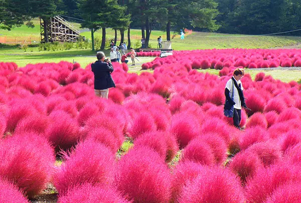 ひるがの高原コキアパーク