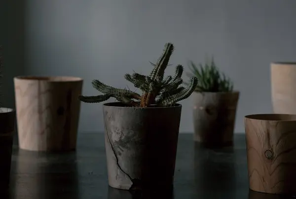 TIMBER POT
