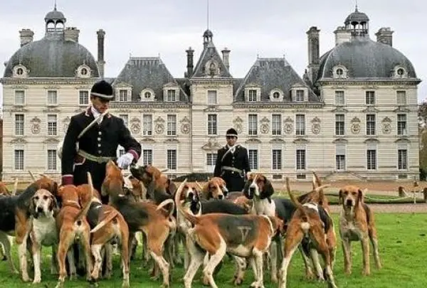 Chateau de  Cheverny