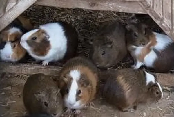 動物公園