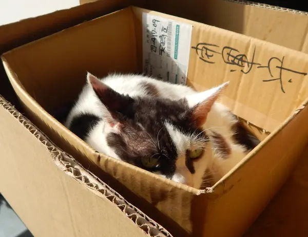 にゃんこに遭遇