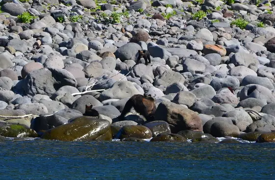 ルシャ湾のヒグマ