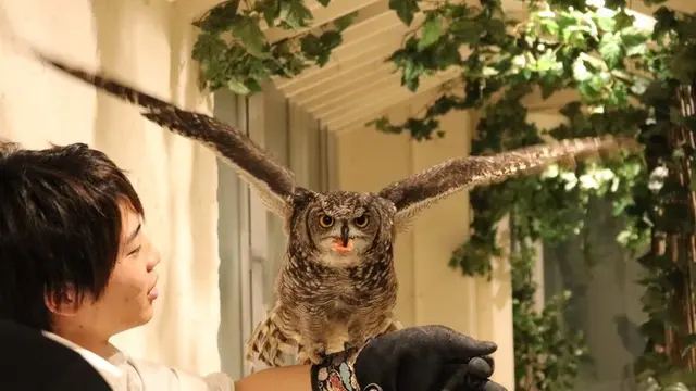 原宿でタカやフクロウとふれあえ、鷹匠になりきりのフライト体験「鷹匠体験」ができる！