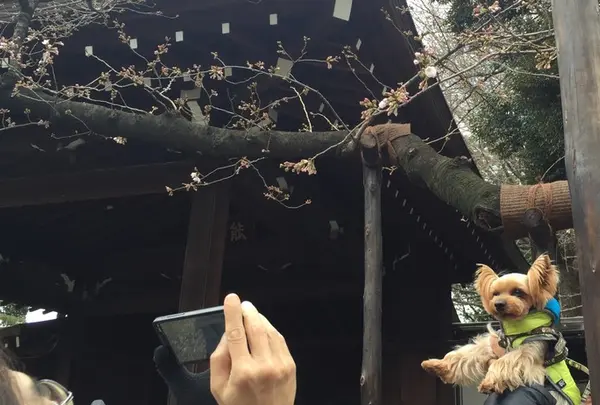 東京も開花！標本木はこちらです