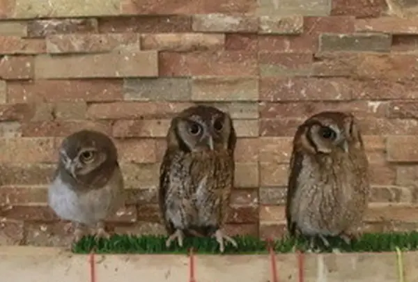 フクロウカフェ LUCKYOWLの写真・動画_image_74727