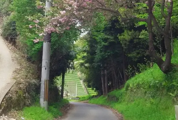 撰原の茶畑の写真・動画_image_73859