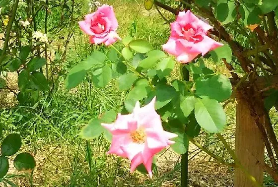 お庭にはバラ園が