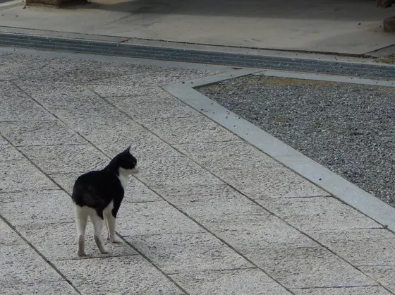 にゃんこに遭遇=^_^=